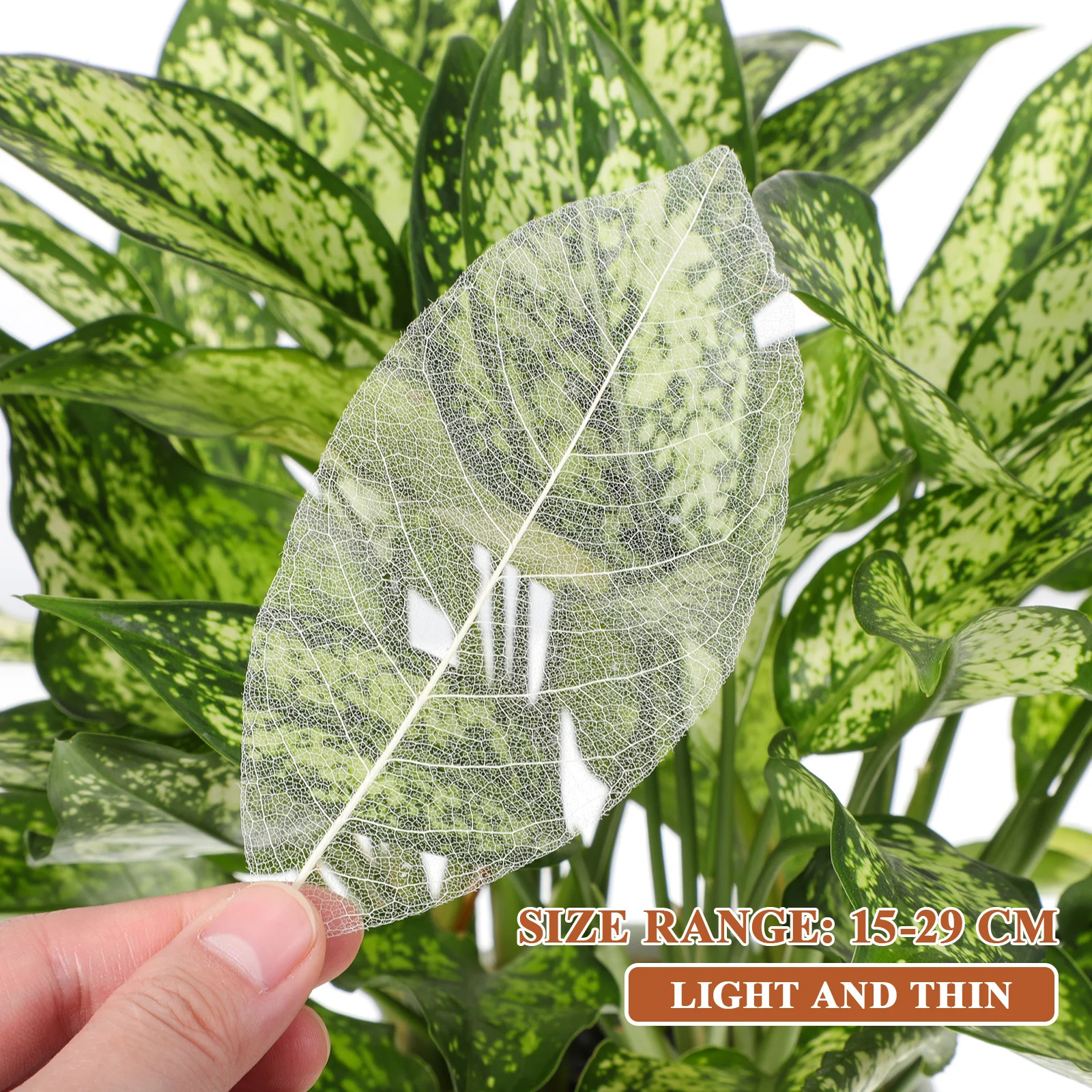 100 szt. Suszonych liści magnolii, naturalne okazy liści, materiały DIY, zakładki do książek, kartki okolicznościowe, dekoracje do scrapbookingu