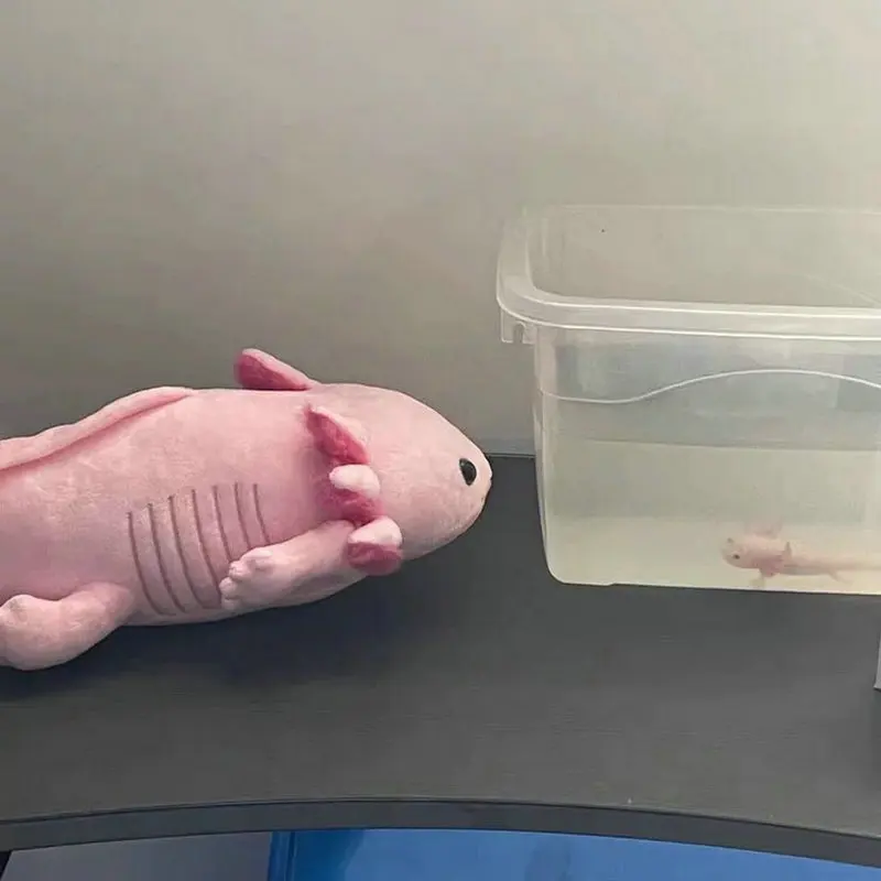 45/80cm 6 Colors Axolotl Plush Toy Salamander Stuffed Plushies Doll Kawaii Hexagonal Dino Soft Kids Toys Halloween Decor Gift
