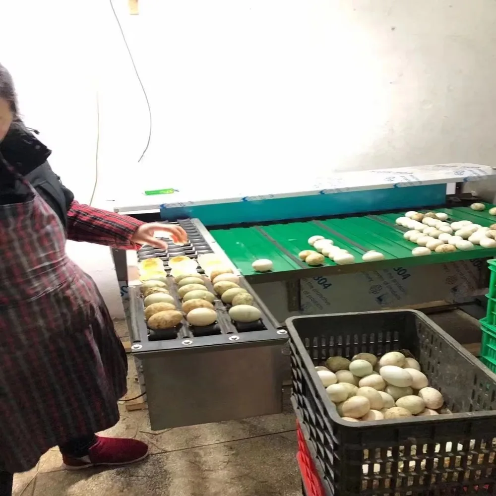 Automatic Egg Grading Machine Poultry Egg Sorting Equipment High Efficiency Farm Use Egg Sorter