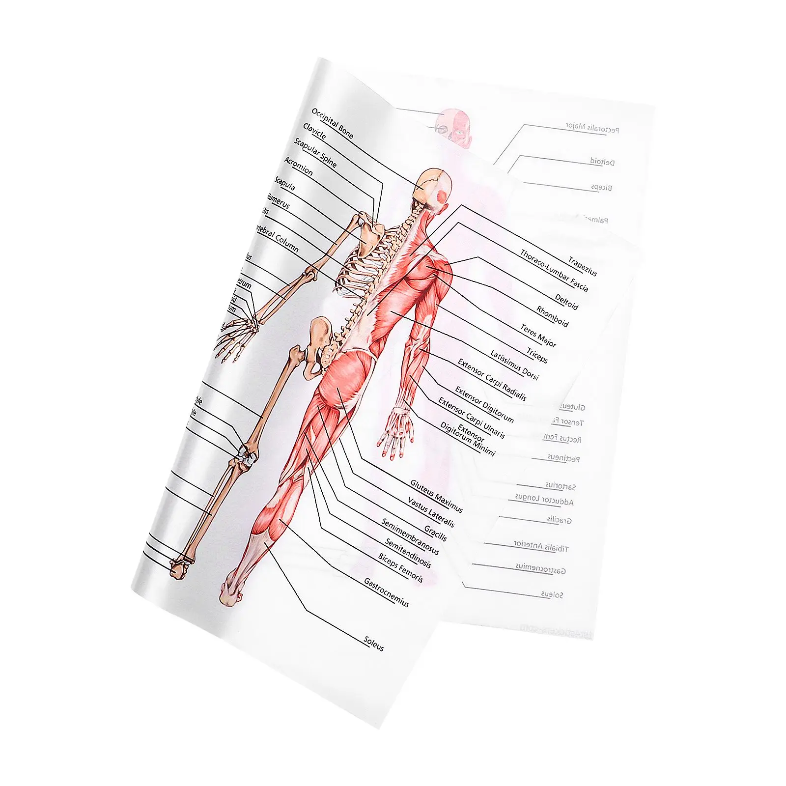 

Human Anatomy Posters 50x70cm Muscular Skeletal Chart Laminated Walls Teaching Tool for School Laboratory Classroom Office Decor