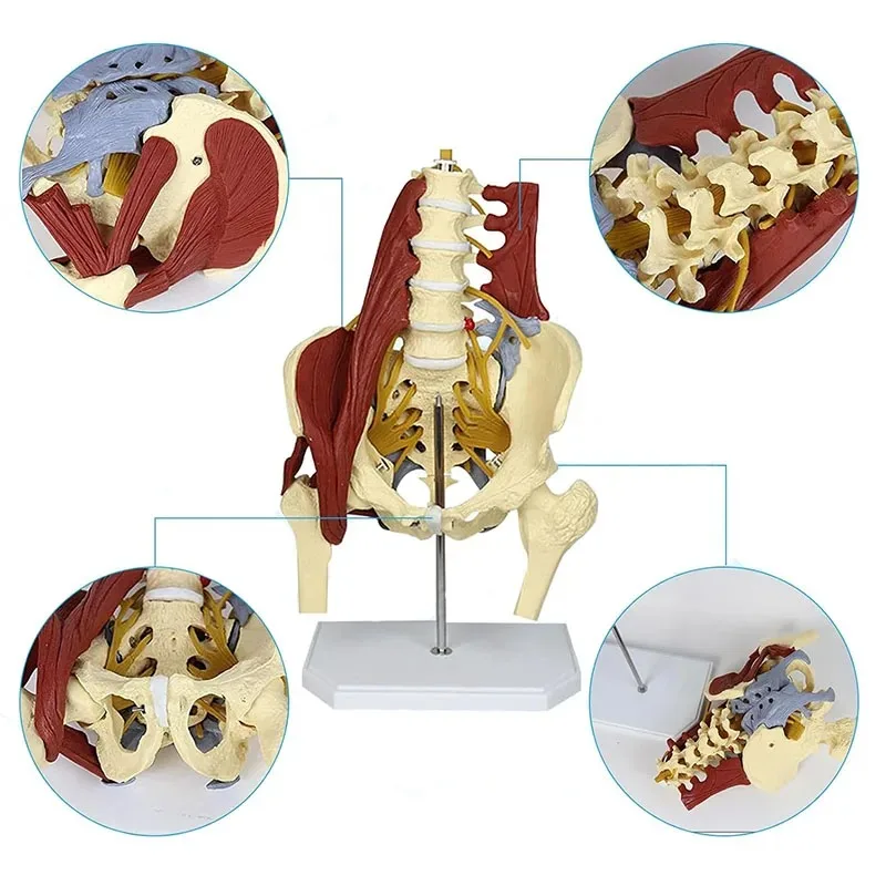 Anatomy Human Pelvis Anatomical Model with Pelvic Floor Muscle Lumbar Spine，Muscle Medical Supplies Teaching Educational Tool