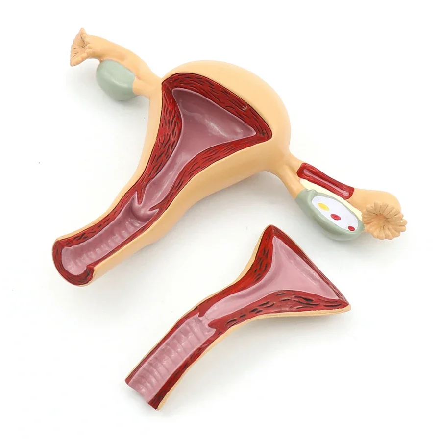 Female Genital Anatomy Model Uterus Ovary Genitourinary Medical Teaching Model