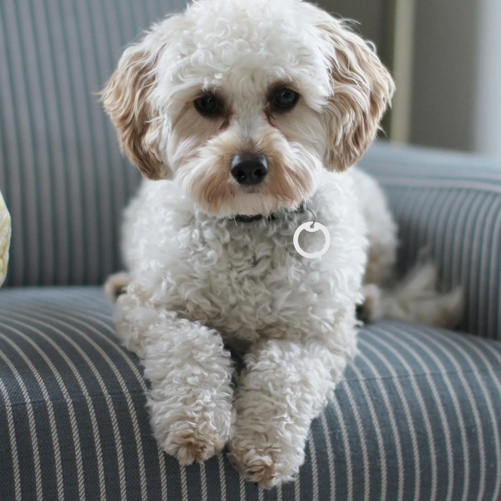 

6Pcs Id Tags Accessories Dog Tag Case Silicone Cover with Glow in The Dark Design Noise Muffling Ring for Pet Safety