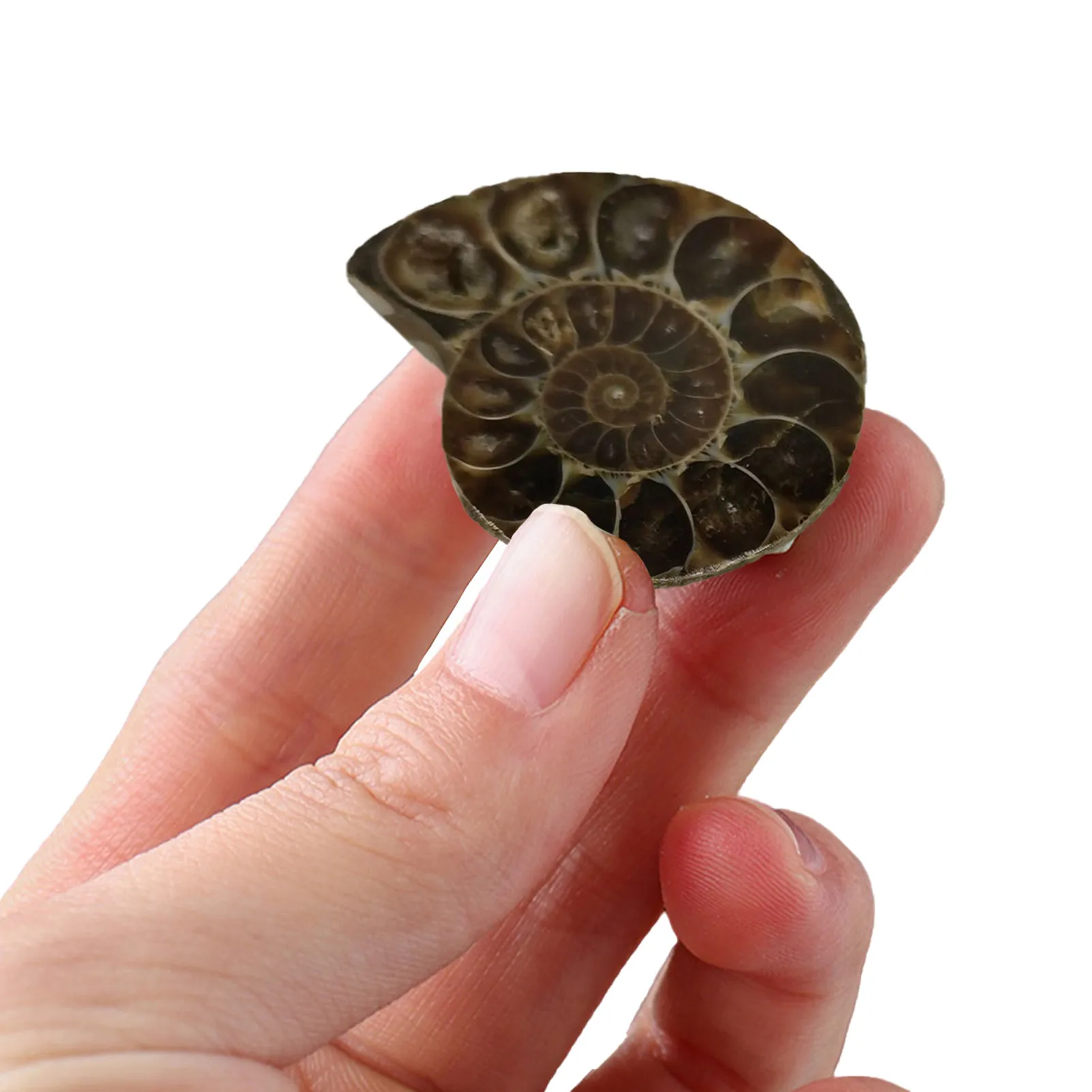 Natural Ammonite Vintage Style Spiral Shell To Teach Strange Stones Basic Paleontology Science Education Laboratory Supply