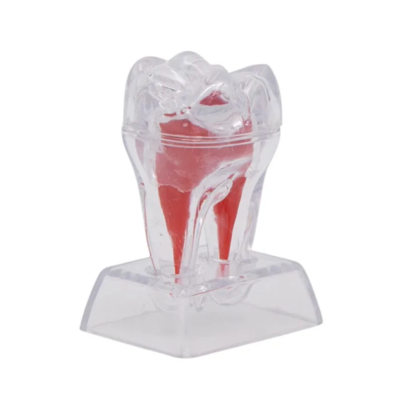 Dental Anatomical Model Transparent Detachable Single Tooth Decomposition Model Study Analysis Demonstration Teeth Model