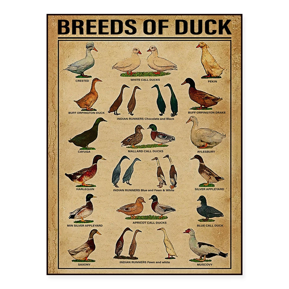 Duck breeds, duck knowledge prints printed canvas wall art poster housewarming gift