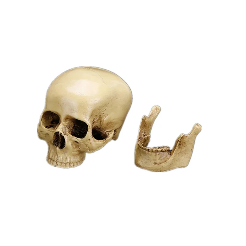 Skull Model of Human Head Anatomical Model Medicine Skull Human Anatomy Anatomical Head 11x8.5x6.5cm