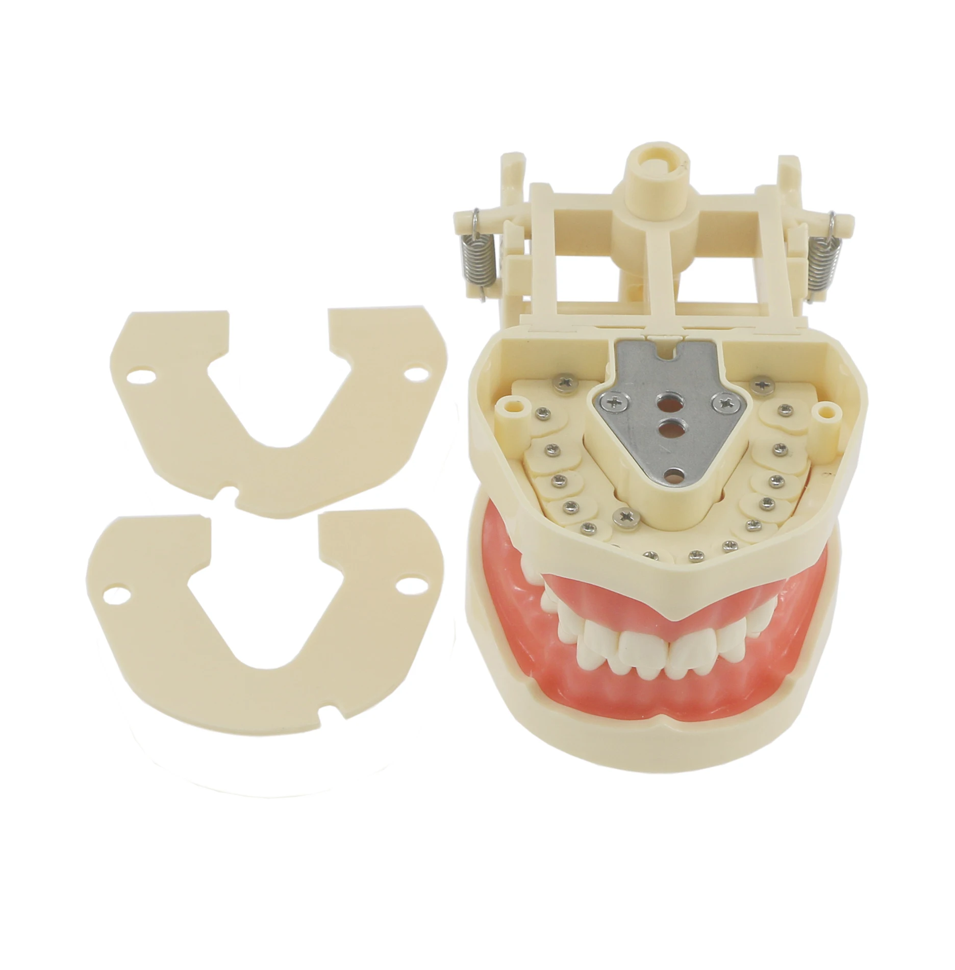 Frasaco-modelo estándar Dental de ajuste tipo ANA-4, con 28 dientes atornillados, Typodont, práctica de llenado, restauración, demostración, M8013,