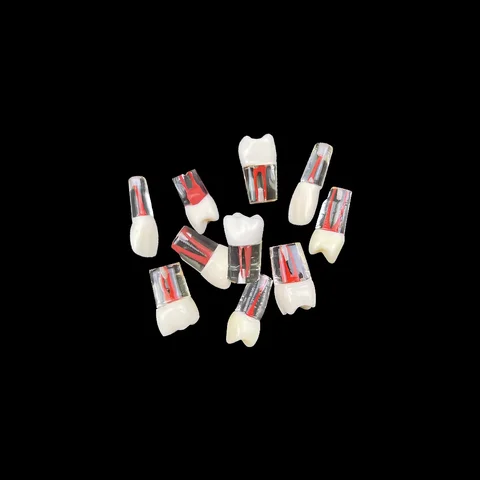1Pcs Youya 치과 근관 치아 근관 훈련 모델 시뮬레이션 치과 RCT 연습 펄프 캐비티 교육 연구 모델