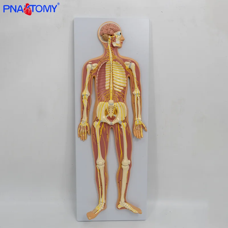 

Nerve System Model Human Anatomy Teaching AIDS Brain Skeleton and Spinal Nerve Distribution Teaching AIDS