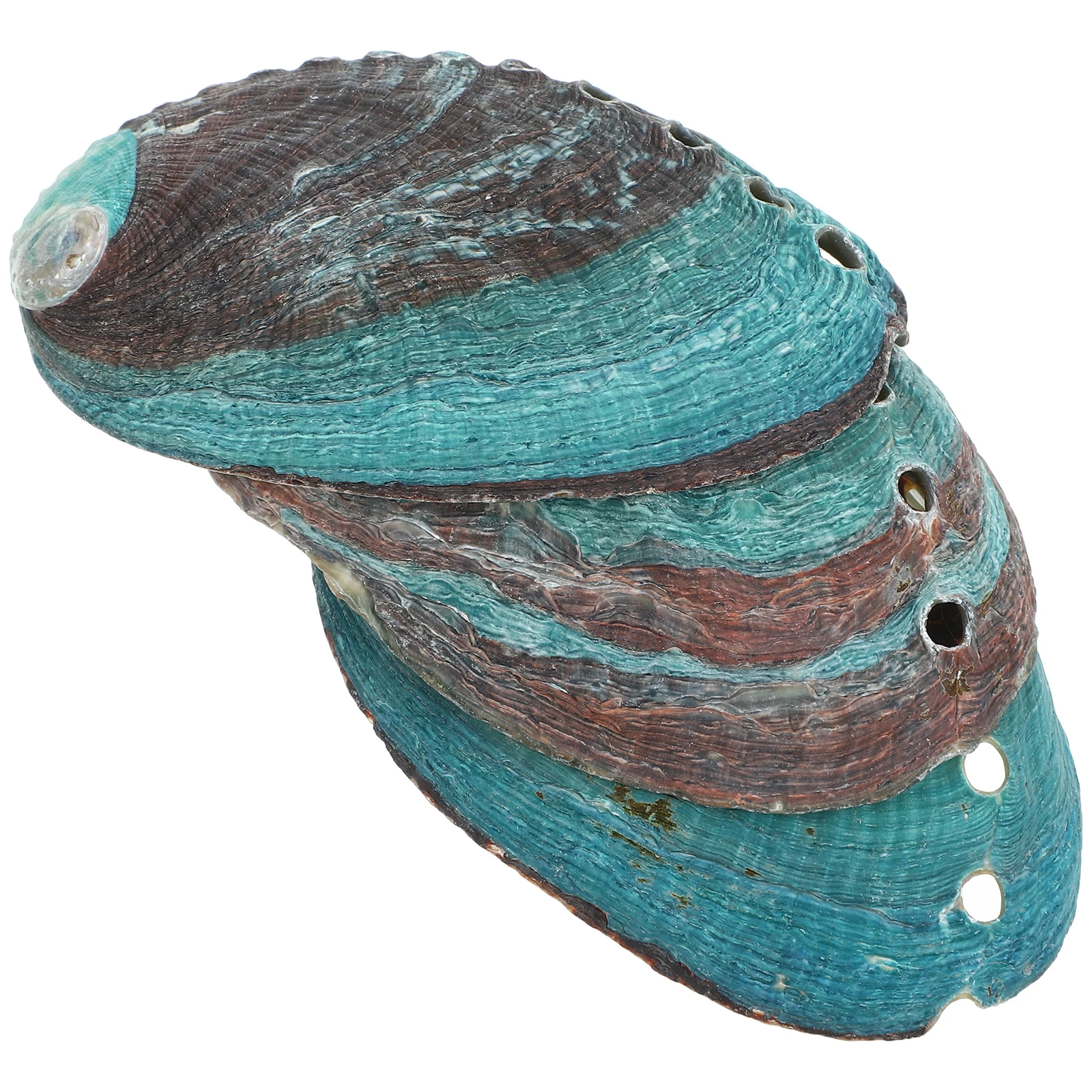

3 Pcs Natural Shell Abalone Decorative Ornaments Smudge Kit Bowl Bowls Conch Smudging Holder Decoration for Smudging Kit Bulk