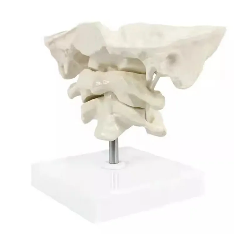 Medical Human Cervical Spine Anatomical Model Occipital Bone Model Detachable Study Display Teaching Medical Model