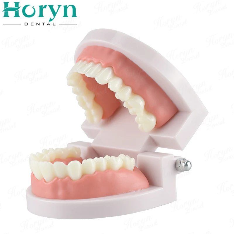 1pcs Standard Dental Model Teeth Teaching Model Plastic Teeth Model For Dentist Dental Students Studying Education Display