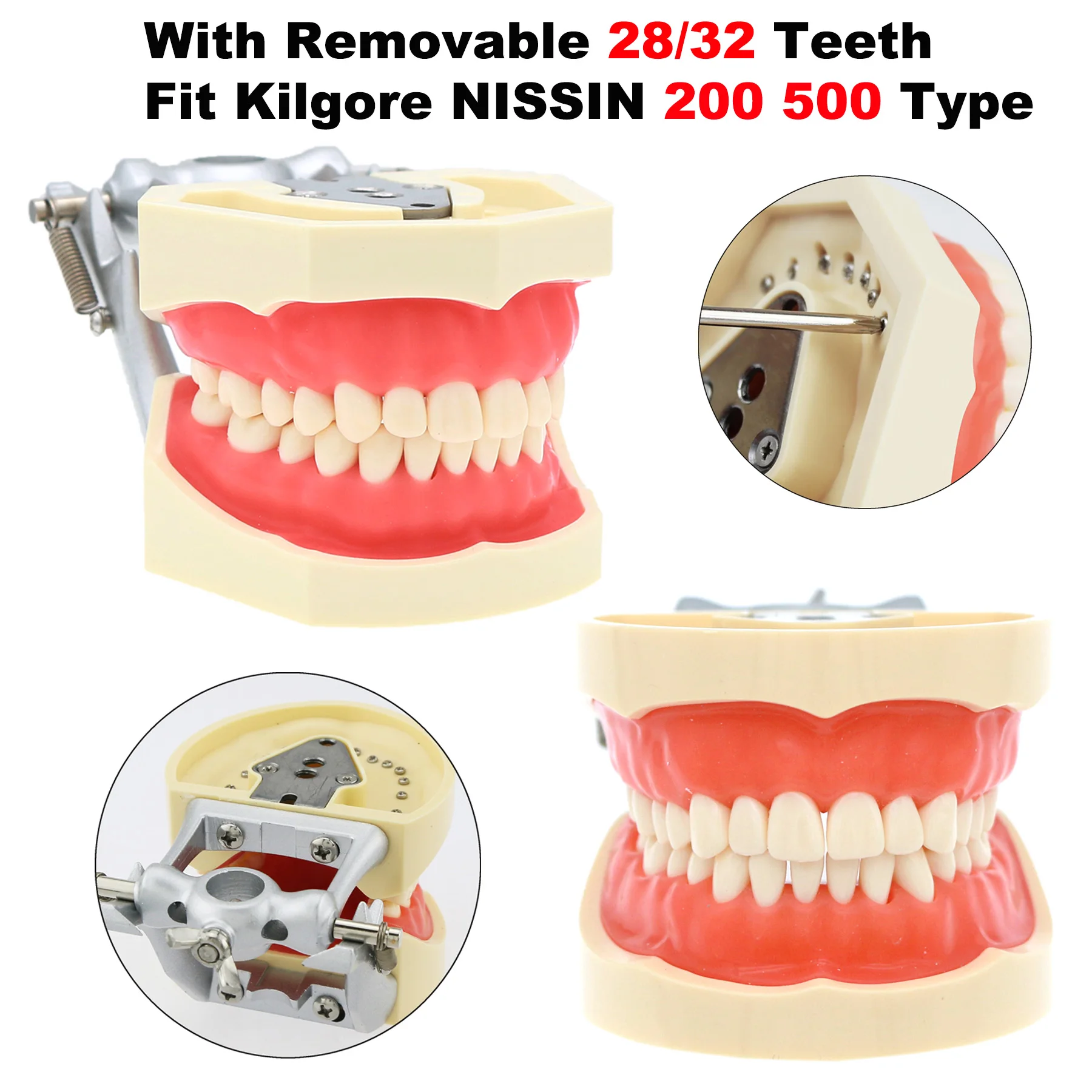 Standardowy Model dentystyczny Model zębów modelu patologicznego nauczania stomatologicznego ortodontycznego implantu przyzębia