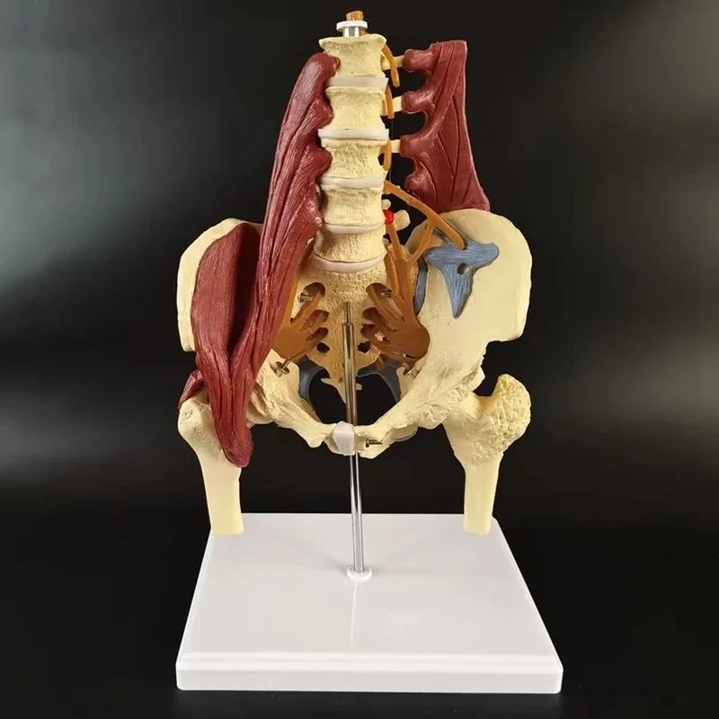 Anatomy Human Pelvis Anatomical Model with Pelvic Floor Muscle Lumbar Spine，Muscle Medical Supplies Teaching Educational Tool