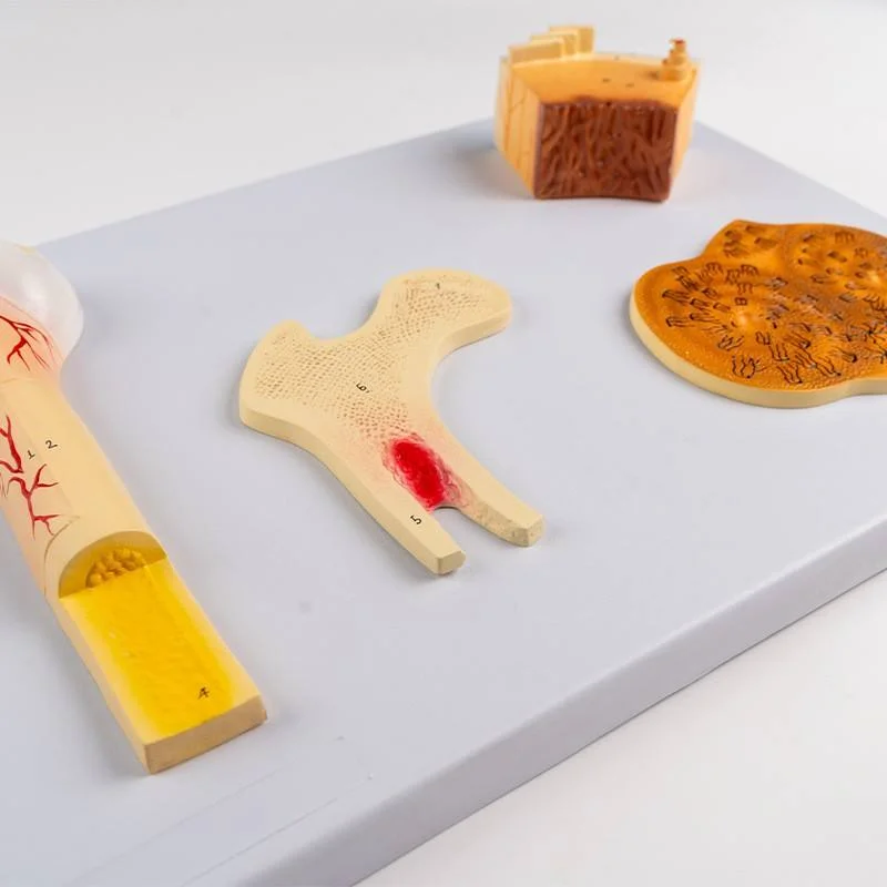 

Модель скелета анатомии человека, 4 части, высококачественный материал ПВХ, образовательная модель для обучения медсестре