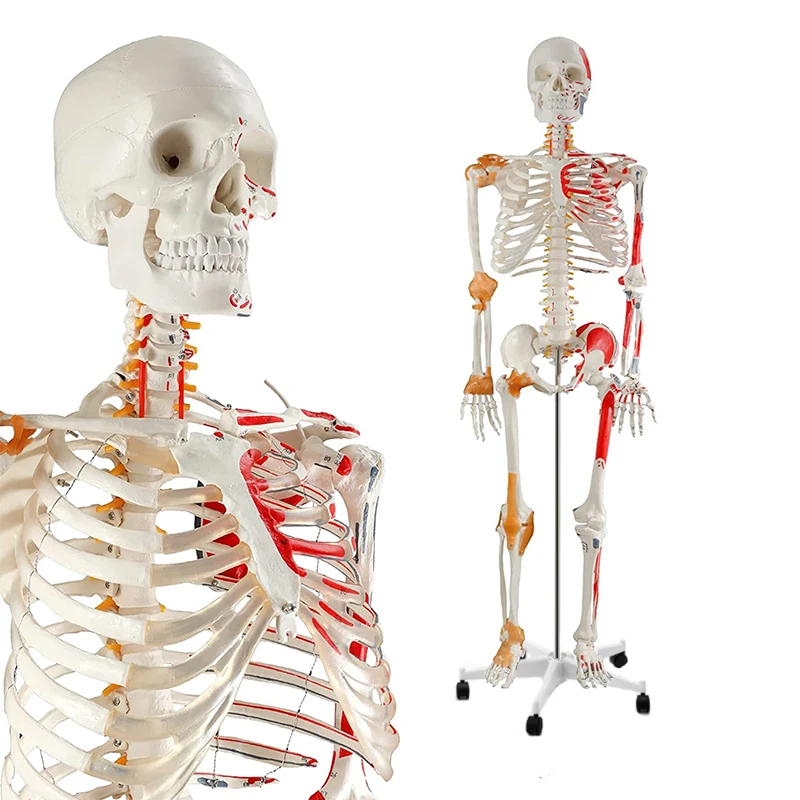 170CM Human Skeleton Model for Anatomy Life Size Medical Human Skeleton Model with Ligament,with Nervous System with Rolling