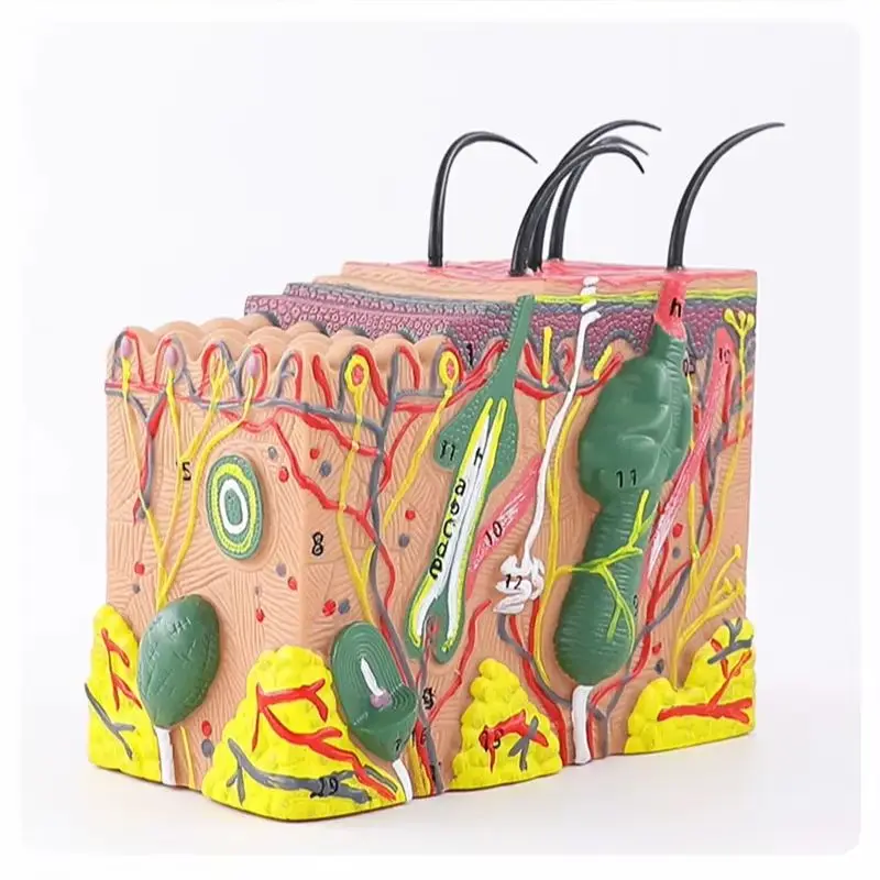 Skin Model,Skin and Hair Structure Enlarge Model Anatomical Model Anatomy for Science Classroom Study Display Teaching 5