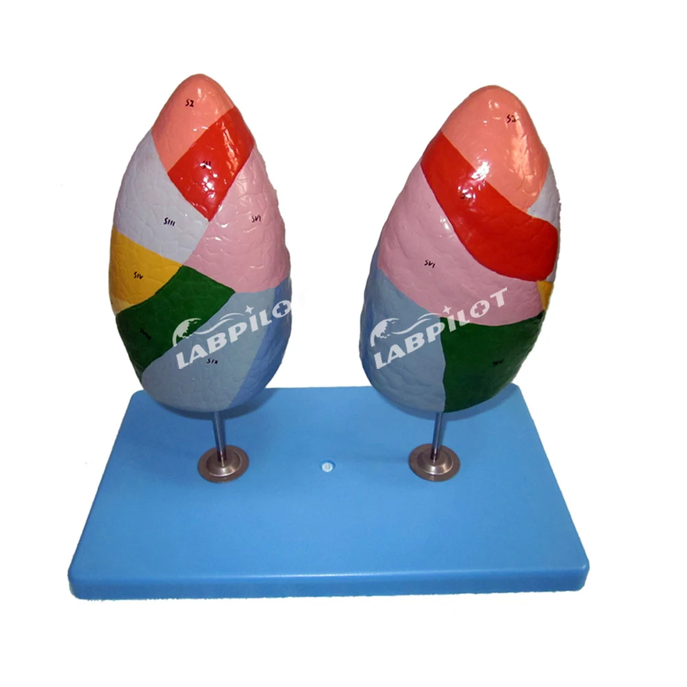 Pulmonary Segments Model, Lung Segments Model, Lung model