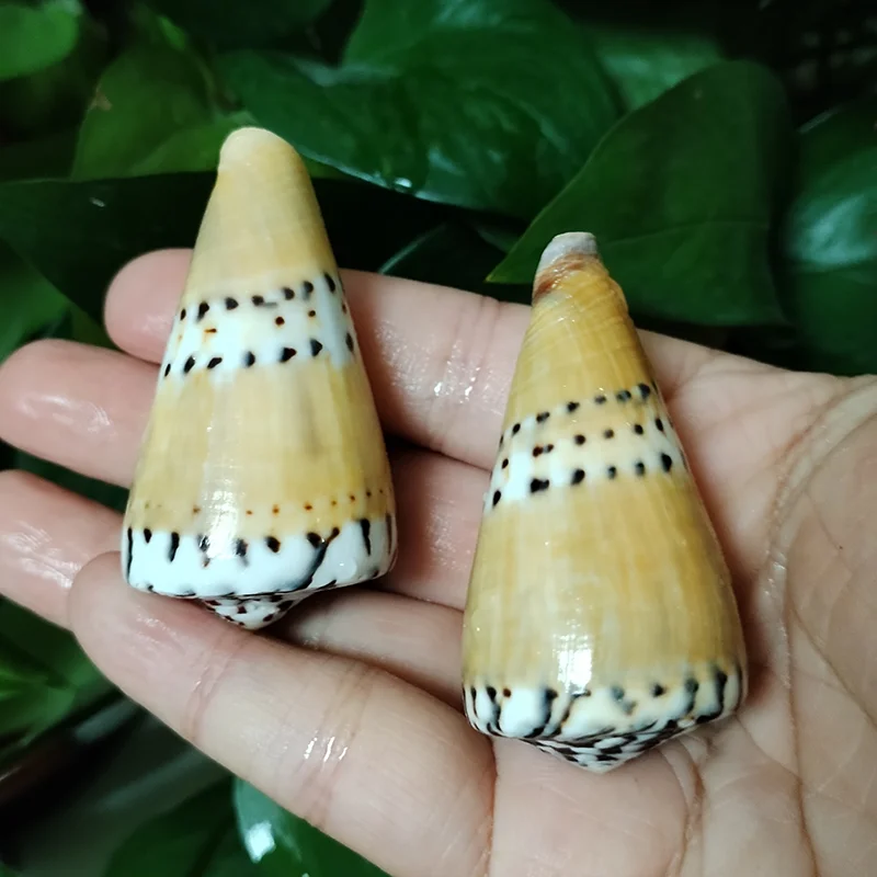 2 PC Natural Captain Cone Shell Conus Capitaneus Conch Brown Sea Shell Fish Tank Landscape Specimen DIY Collection Vase Filler