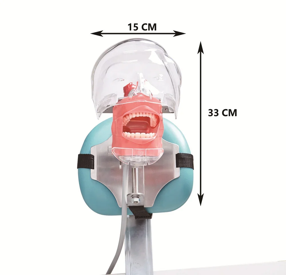 Phantom Dental Simulator Simple Head Model With Teeth For Dentist Teaching Practice Tool Dentistry Demonstration Equipment