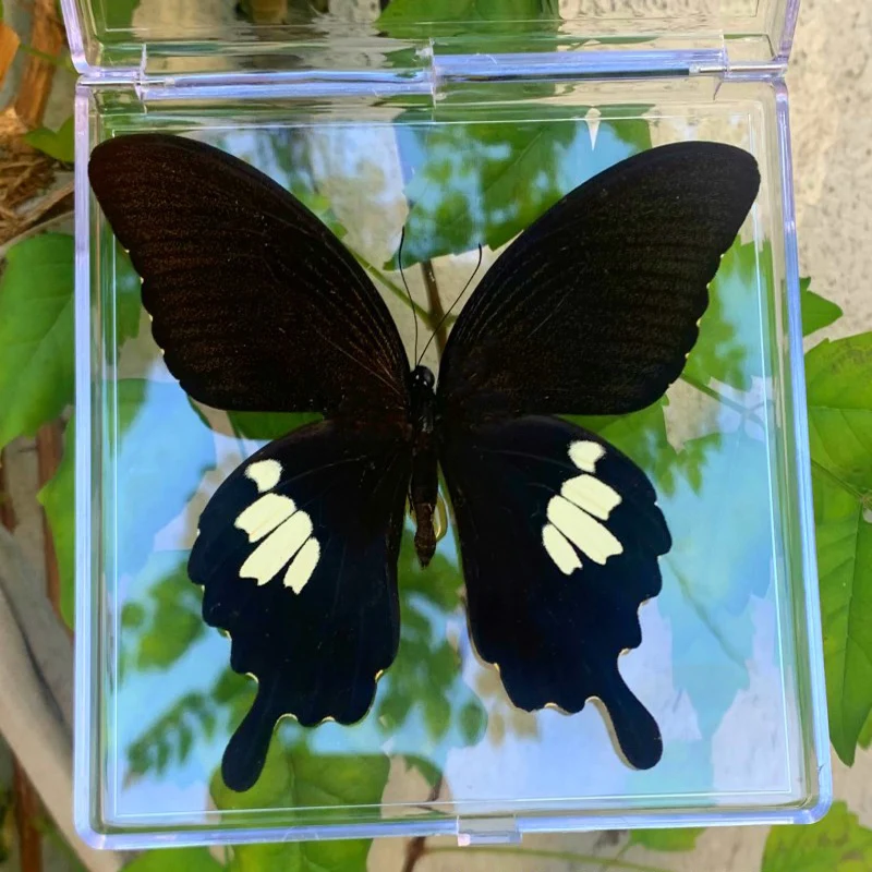 Especímenes de mariposas naturales reales, especímenes raros y exquisitos, mariposas mezcladas en caja transparente, Colección educativa, Rese