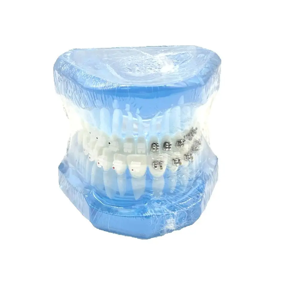 Dental Model M3003 Demonstration Model of Semi-metallic Semi-ceramic Brackets Teaching Models of Teeth