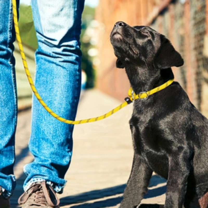 Laisse pour chien avec poignée rembourrée confortable, fils de coulée 402, petits, moyens et grands chiens, 2 paquets, 5 pieds