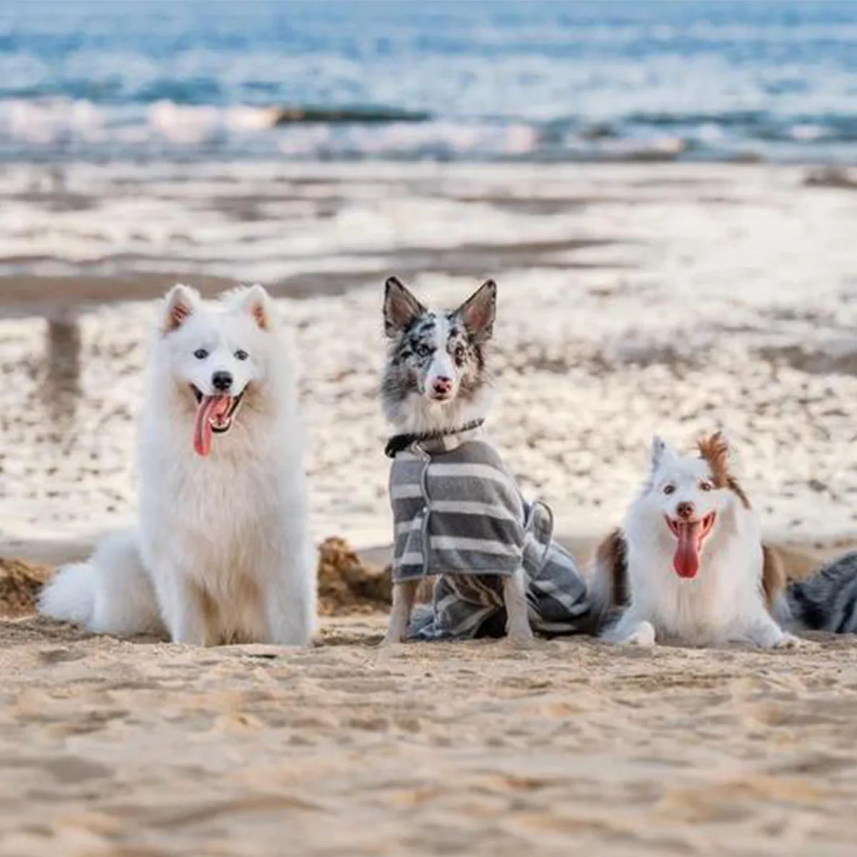 

Dog Training Collar with Remote, Dog Electric-Shock Collars for Large Medium Small Dogs Rechargeable E Collars for Dogs Training