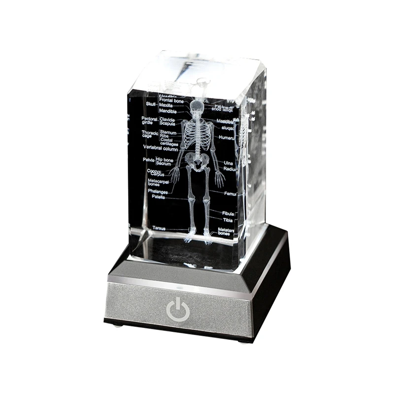 Human Skeleton Model Anatomy Gift Crystal Skeleton Model Crystal Label Skeleton Model For  Students