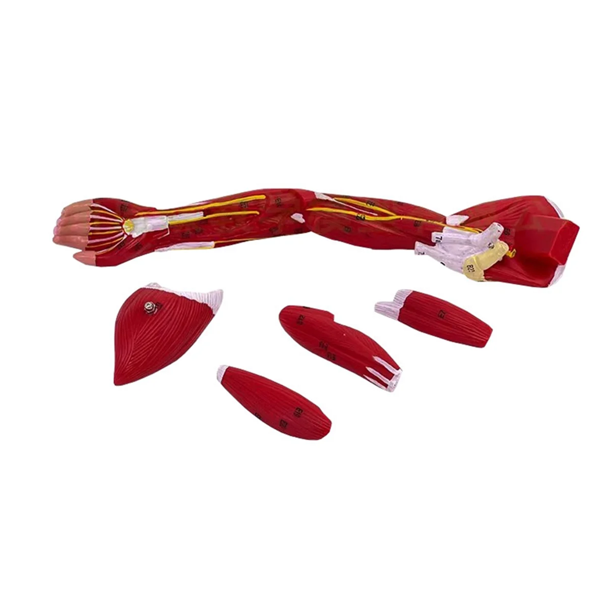 ABNJ Model of Human Muscle Structure of Small Upper Limbs