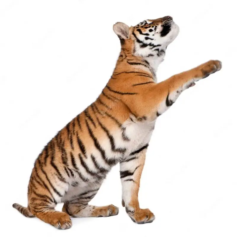 M435 heftige alte Tiger Tier Wanda uf kleber Toilette Wohnzimmer Schrank Kühlschrank Home Dekoration Aufkleber Aufkleber – Detail 7
