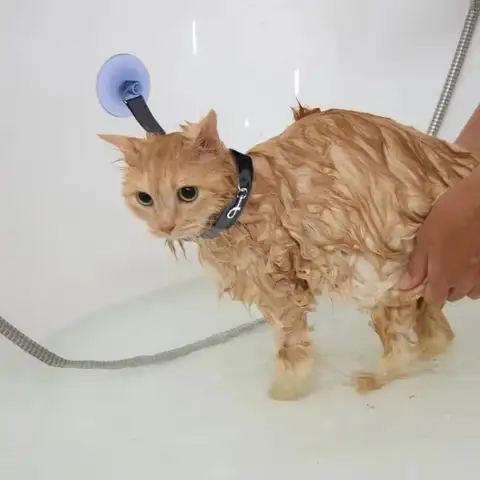 휴대용 고양이 목욕 칼라 흡입 컵 나일론 가죽 끈, 개 손질 끈 벨트, 내구성 실용적인 개 미용 고정 로프