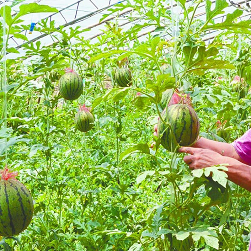 Bolsa protectora grande de sandía, red de protección para vegetales, frutas y plantas, cultivo hortícola, suministros de Control de plagas, 100