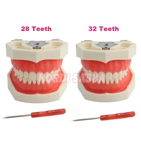 Modelo de dientes estándar Typodont 28/32, técnico Dental, práctica de entrenamiento, modelo Dental de mandíbula, modelo de enseñanza de dientes con goma suave
