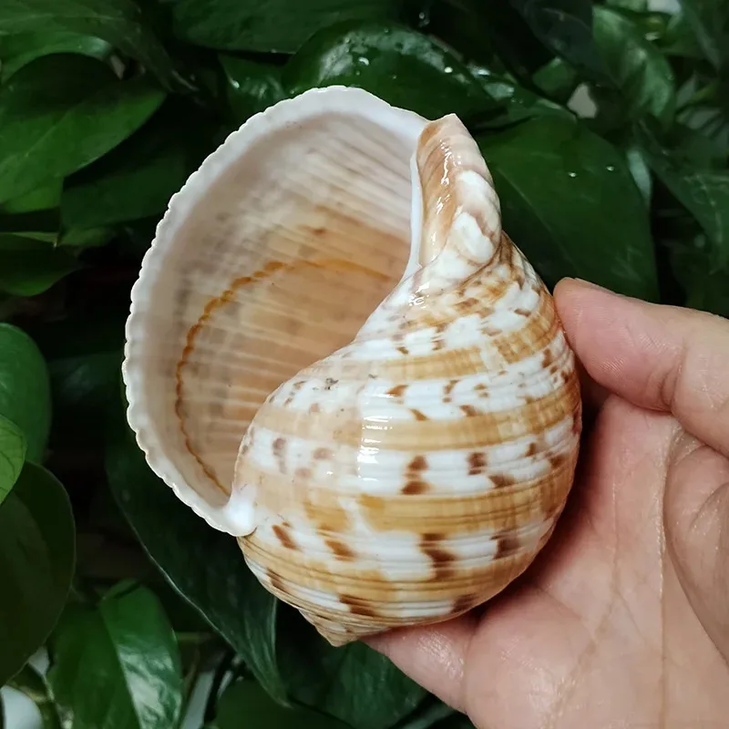 9-10CM Natural Partridge Tun Seashell Aquarium Ornament - Tonna Dolium Shell for Fish Tank Decor, Nautical Marine Style