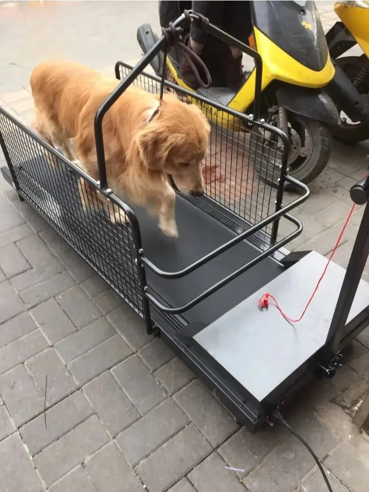 

Dog Training Equipment Electric Incline For Pet Rehabilitation Dog Treadmill Large