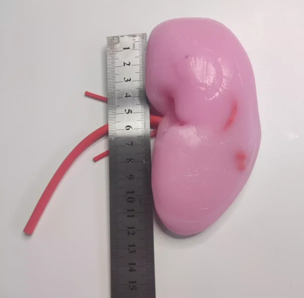 Laparoscopic Simulation Training Exercise for Nephrology and Urology Department - Suturing and Cutting Module Model for Abdomina