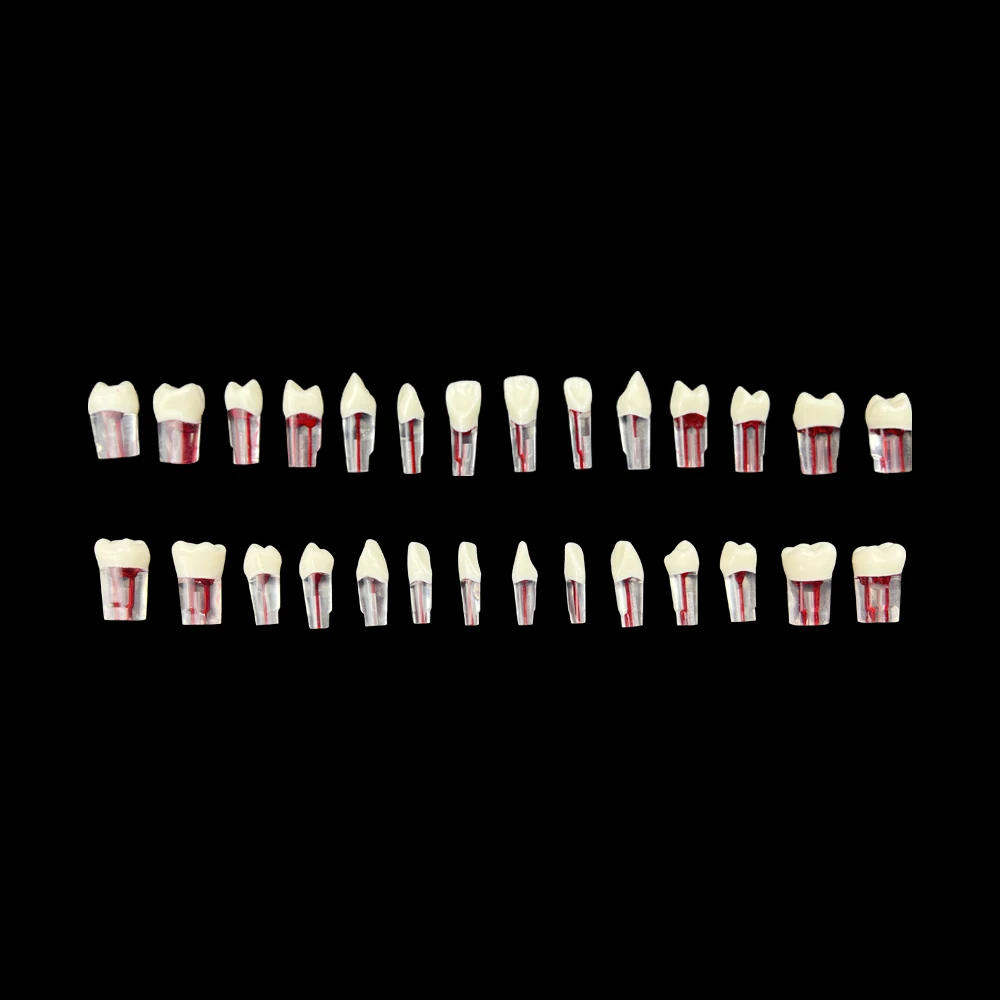 28pcs/set Dental Endodontic Teeth Model Full Mouth Root Canal Block Training Tooth Pulp Cavity Study Model Produkty stomatologiczne