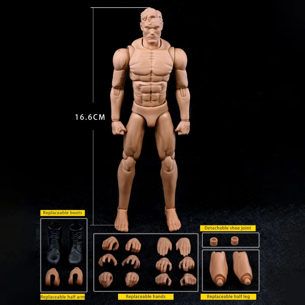 [In-Stock] NWTOYS 1/12 NW002 Body Male Medium muscle body Model with 6Inch Male Soldier Flexible Body Model Toy