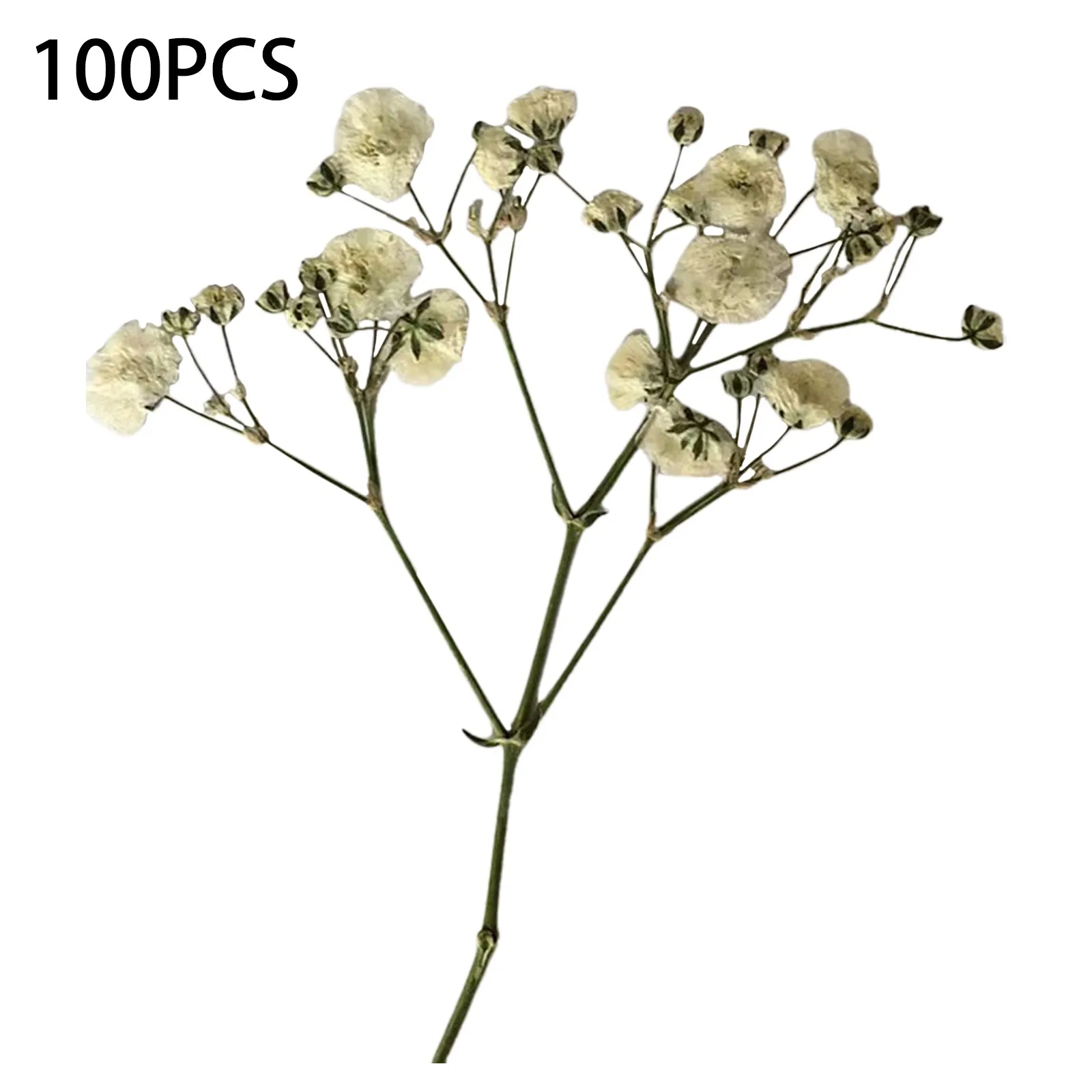 100PCS Bulk Dried Gypsophila Flowers For Pressing Craft DIY Materials For Bookmarks