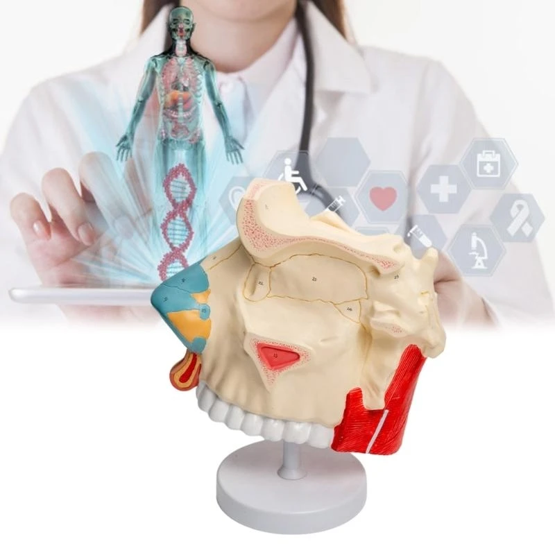 W89C 탈착식 부품을 가진 3 배의 수명 크기 해부학적 비강 모델