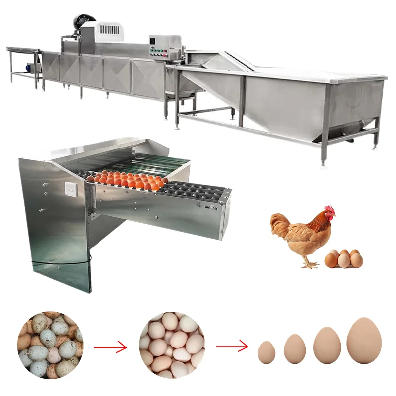 Stainless Steel Egg Processing Washer Grader Poultry Duck Chicken Egg Shell Washing Cleaning and Weight Grading Machine