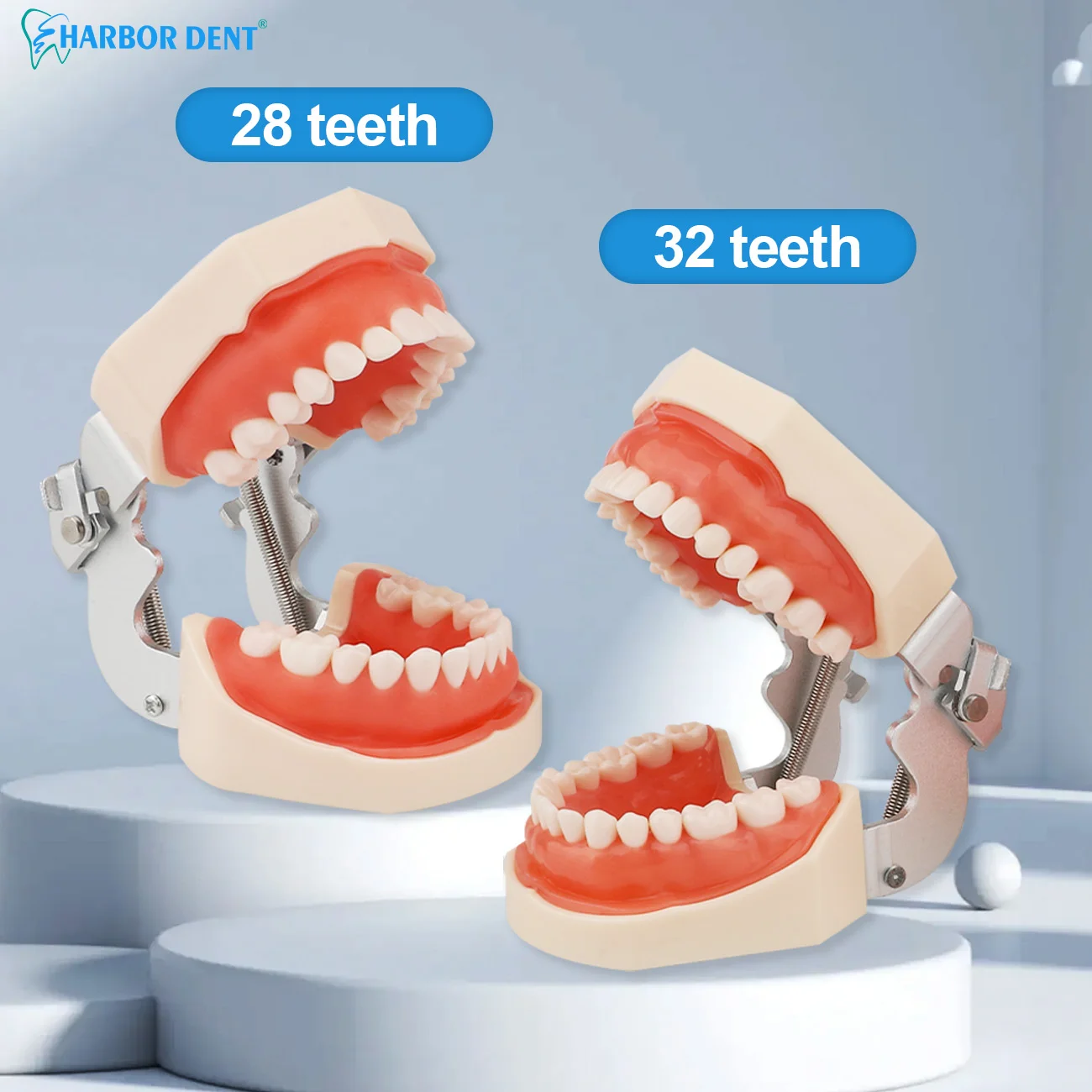 Dental Teeth Model For Dental Technician Practice Training Studyting Dentistry Typodont Models With Removable Tooth For NISSIN