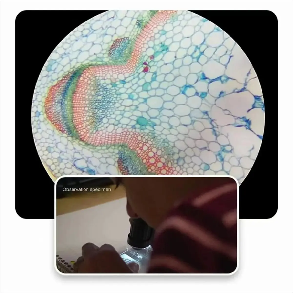 

Микроскоп AA83 60-120X, уличный ручной зум-микроскоп, не сферическая оптическая линза, оснащенная светодиодной подсветкой и УФ-лампой A