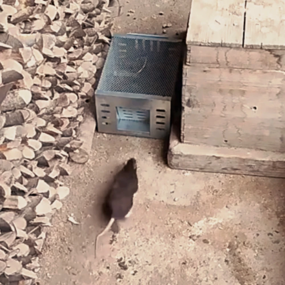 Rat Trap Cage Smart Double Door Mice Trap Pest Control Effective Sanitary Safe Mouse Cage Traps with Air Holes