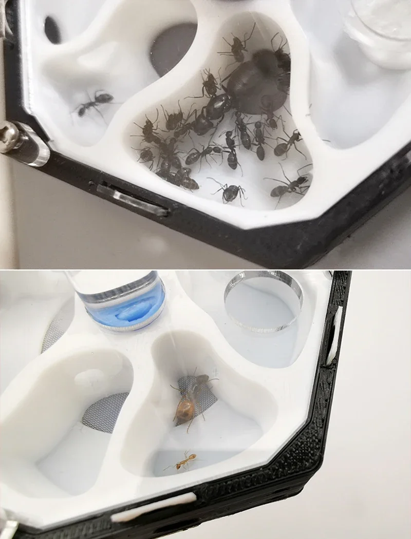 Unlimited Expansion Ant Farm Ant Space Station Drinker Moisturizing Ant Nest Pet Anthill Workshop Honeycomb Structure Ant House