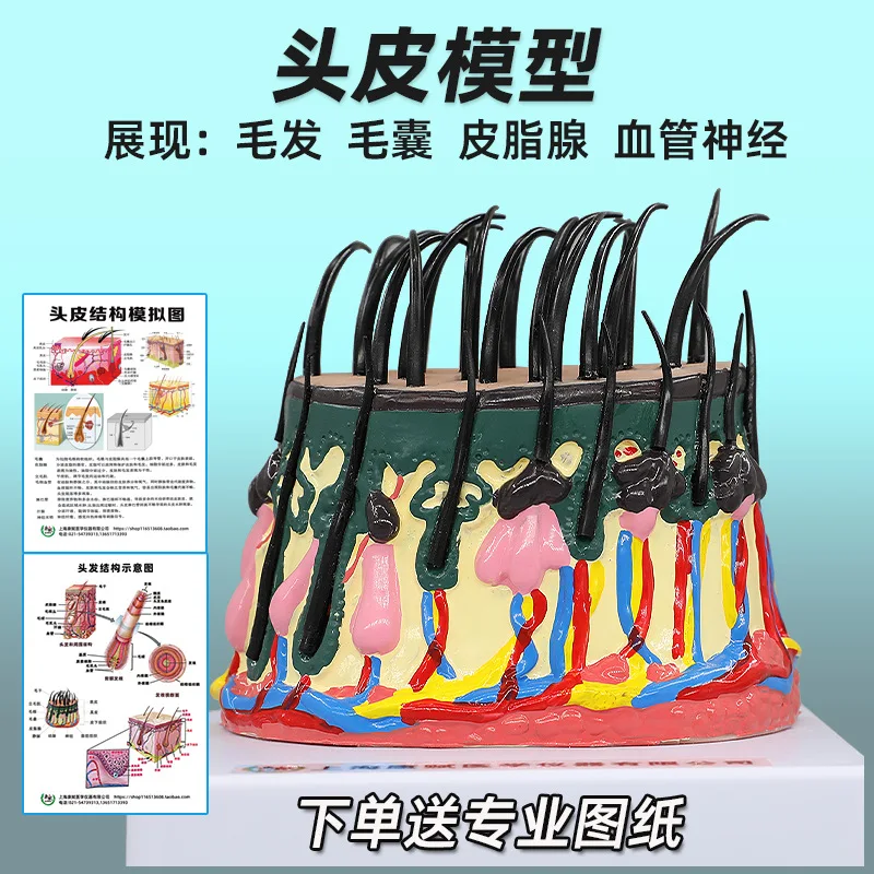 

Hair growth cycle model Scalp structure subcutaneous tissue alopecia process Hair follicle hair root vascular nerve model