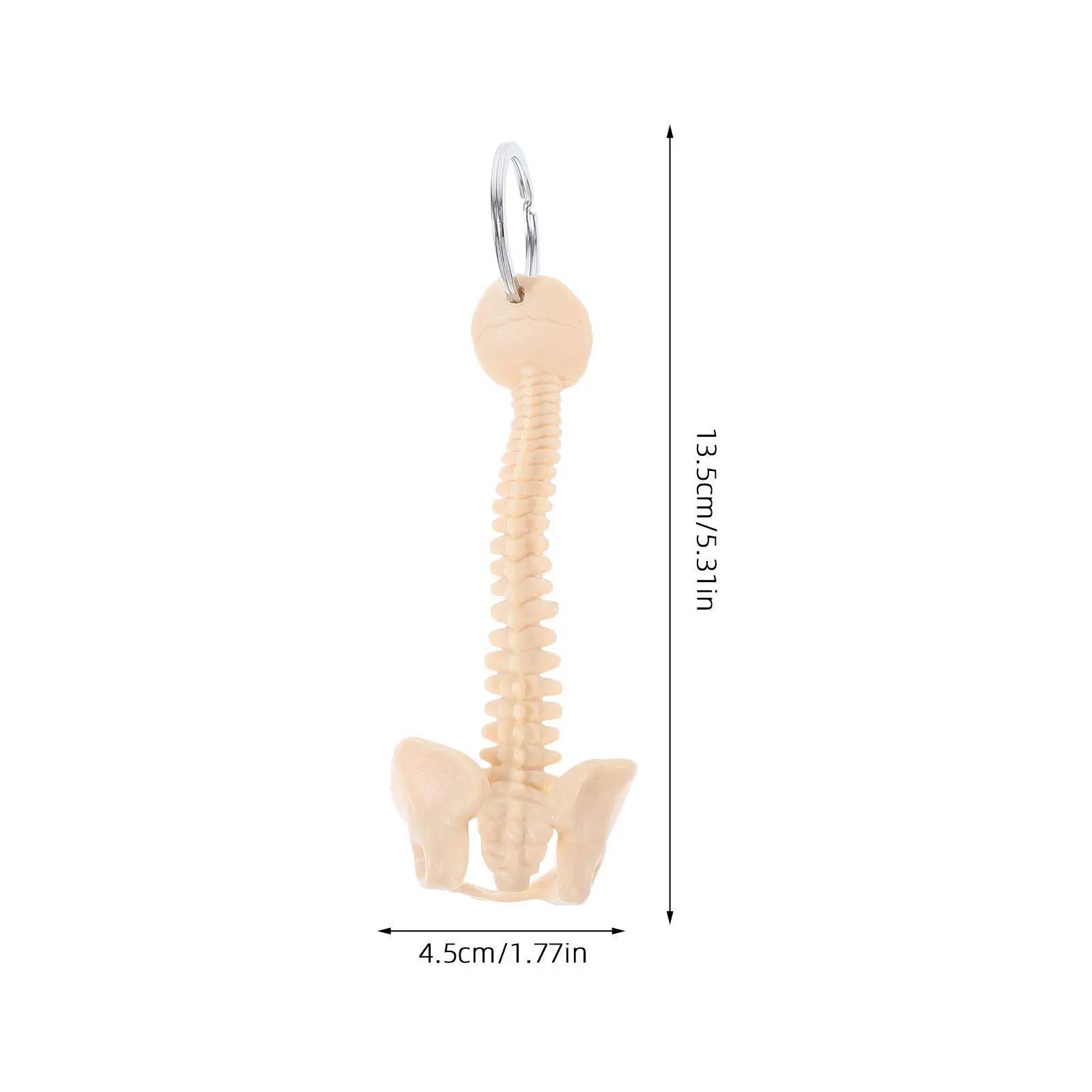 Mini Spine Keychain PVC Spine Keyring Teaching Aid for Anatomy Lessons Education Classroom Display Teacher Gift Student