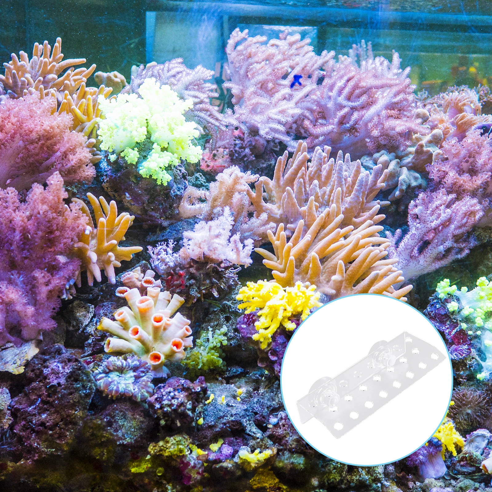

23 Plug Coral Frag Rack Acrylic Holder for Reef Tank Aquarium Suction Cups Transparent Premium Promotes Growth